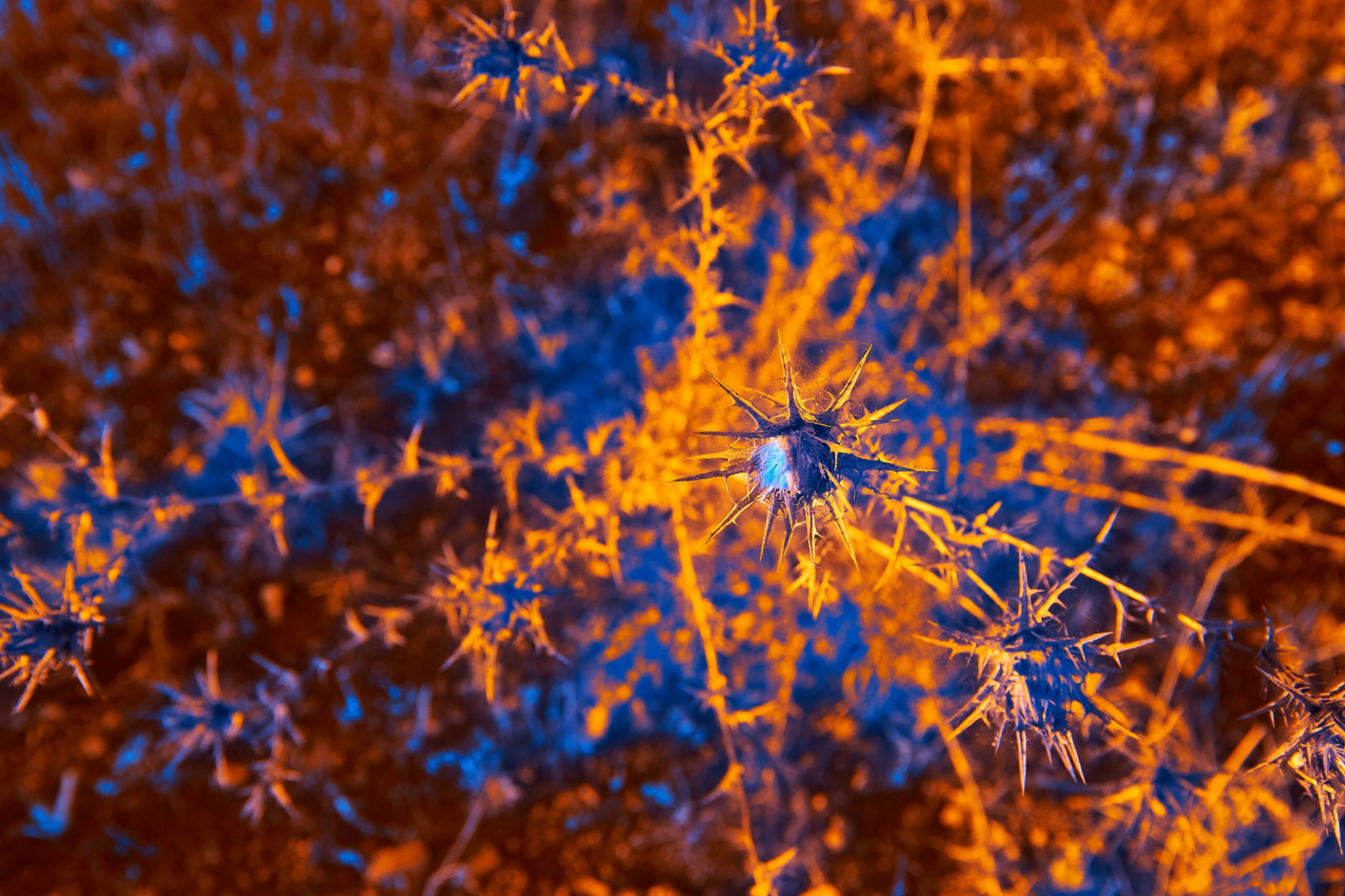 The Neurodivergent Brain: Understanding, Supporting & Celebrating Differences